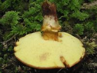 Goldgelber Lärchen-Röhrling